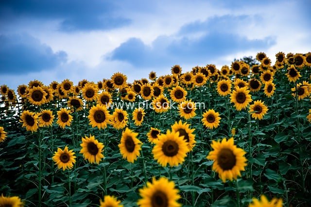 金黄向日葵花海 秋日自然景观美图