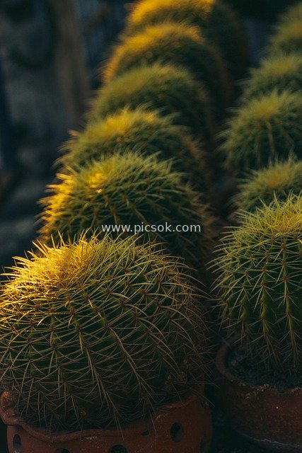 阳光下的金色仙人掌盆栽 自然多肉景观