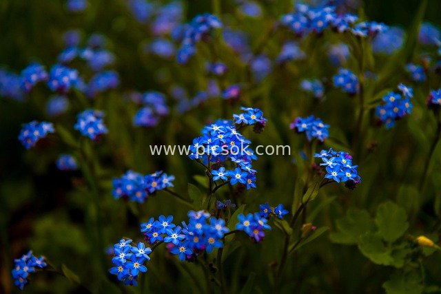 Spring Forget-Me-Not Blossom Field: Fresh Blue Small Flower Wallpaper Material
