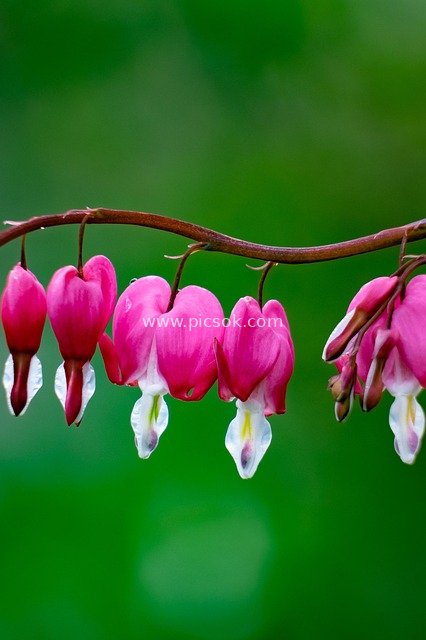 Spring Pink Heart-Shaped Calceolaria: Close-Up of Romantic Garden Flowers