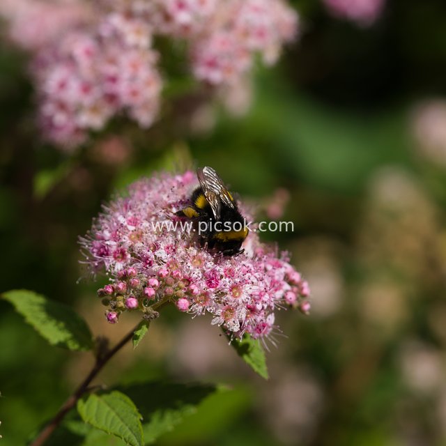 春日花园中大黄蜂授粉的自然勤奋瞬间