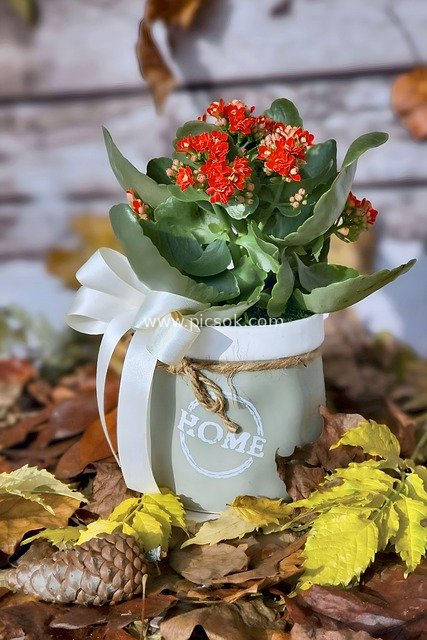 秋日温馨家居装饰 长寿花盆栽落叶松果