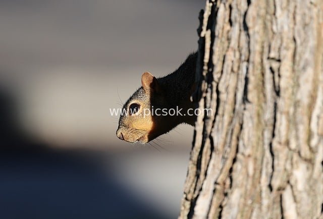Eastern Gray Squirrel Peeking Out: A Wildlife Moment by the Tree Trunk