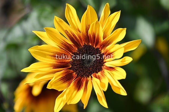 夏日向日葵特写 明艳黄红花瓣自然花卉壁纸