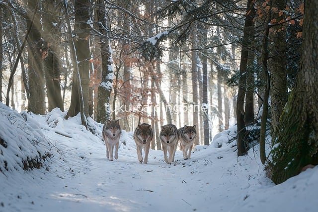 冬季森林狼群：雪地漫步的野生掠食者