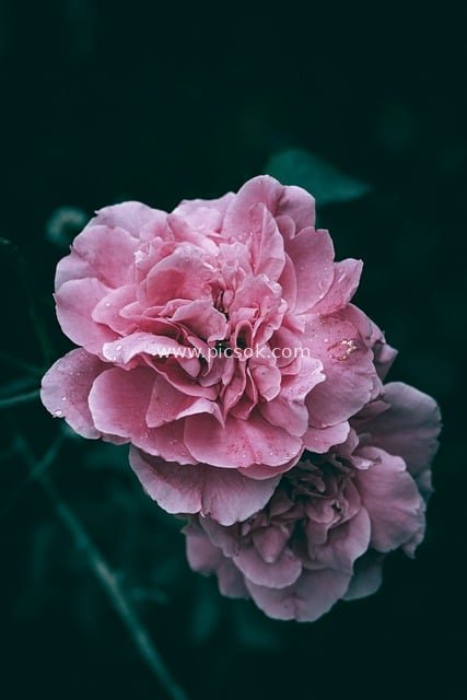 Close-up of Pink Rose with Dew Drops on Dark Background
