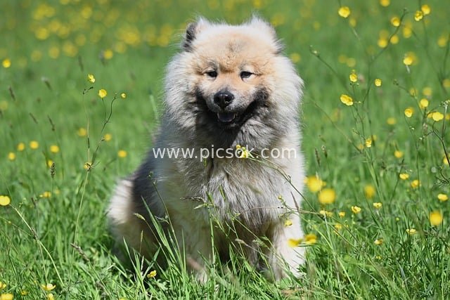 欧亚犬Olaf在黄花绿草地的自然写真