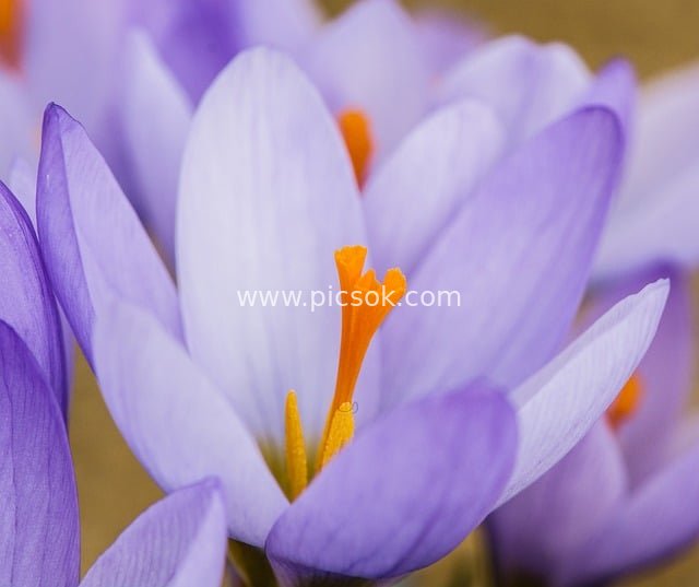 紫色番红花绽放特写 春日花卉自然美景