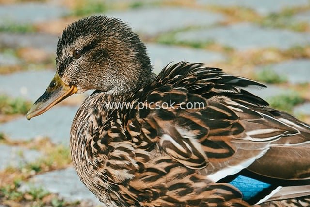 雌绿头鸭特写 斑驳羽毛尽显野生动物之美