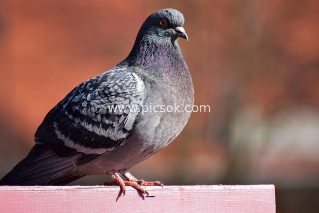 Close-Up of a Perched Gray Pigeon – Natural Wildlife Feather Material