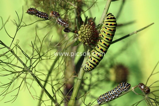 Feeding Scene of Multiple Instars of Swallowtail Caterpillars on Fennel Plants