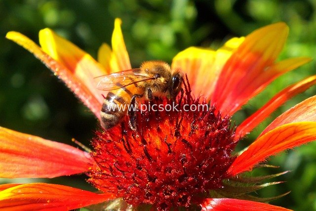 Honeybee Pollinating Gaillardia: A Hardworking Moment in the Natural Garden