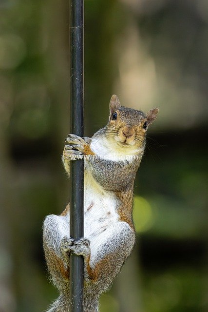 Adorable Squirrel Climbing a Black Metal Pole – Wildlife Close-Up