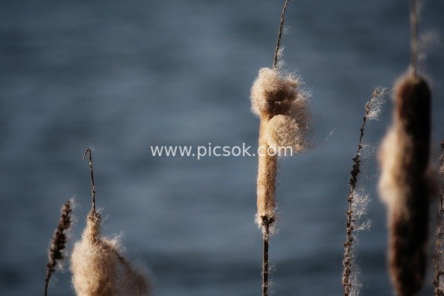 Fluffy Cattail Spikes by the Lake: A Breezy Natural Scene on Autumn Riverbanks