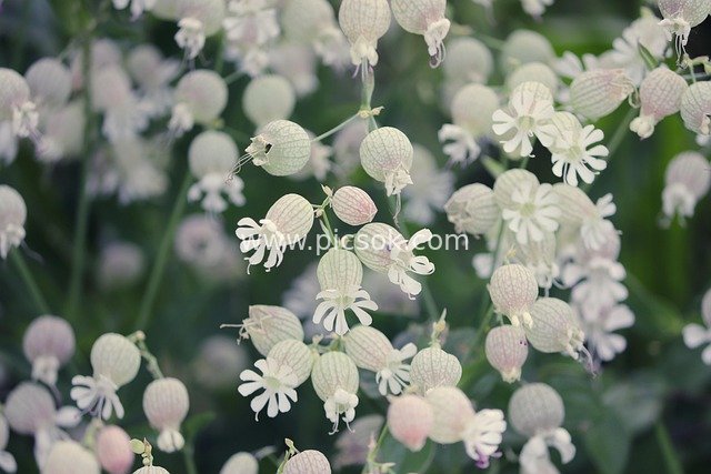 白紫囊状花 膀胱菜 清新自然花卉素材
