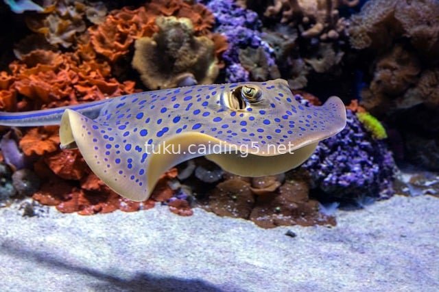 蓝斑魟鱼在水族馆水下优雅游动