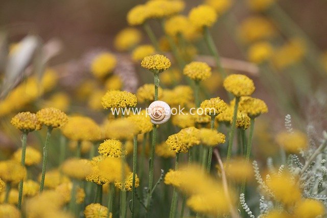 黄色永生花丛中的蜗牛壳 地中海自然景观