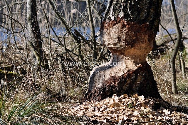 Beaver-Chewed Tree Trunk: Animal Damage Scene in Natural Wetland