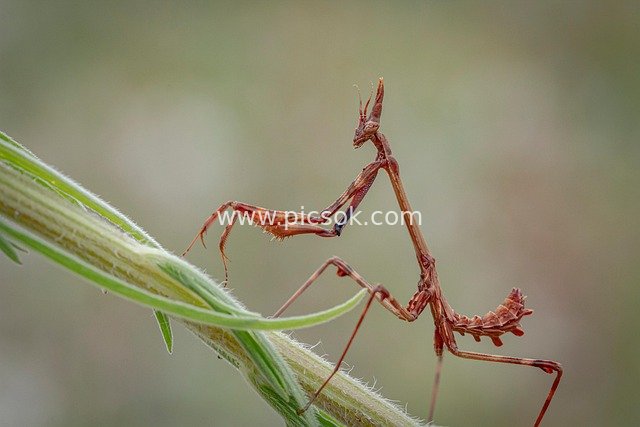微距特写：棕褐螳螂抬臂栖息自然植物