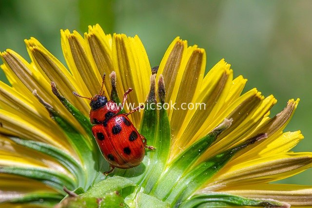 Macro Close-up of a Red Beetle (Agricultural Pest) Perched on a Yellow Flower