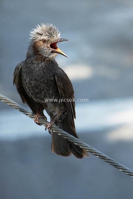 Gray-Brown Bird Perched on Steel Cable, Calling with Open Beak (Wild Bird Photo)