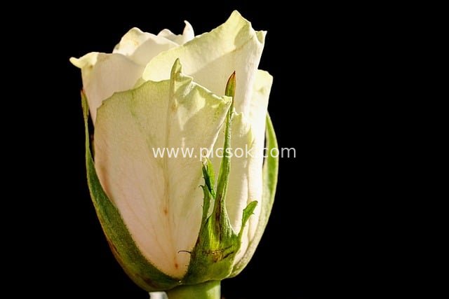 Close-Up of a Half-Bloomed White Rose: Elegant Flower Against a Black Background