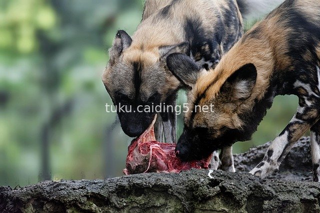 African Wild Dogs Feeding on Raw Meat – Wildlife Predation Scene