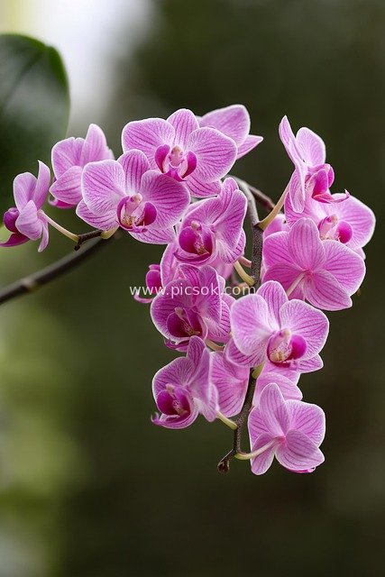 粉色蝴蝶兰绽放特写 自然清新花卉摄影素材