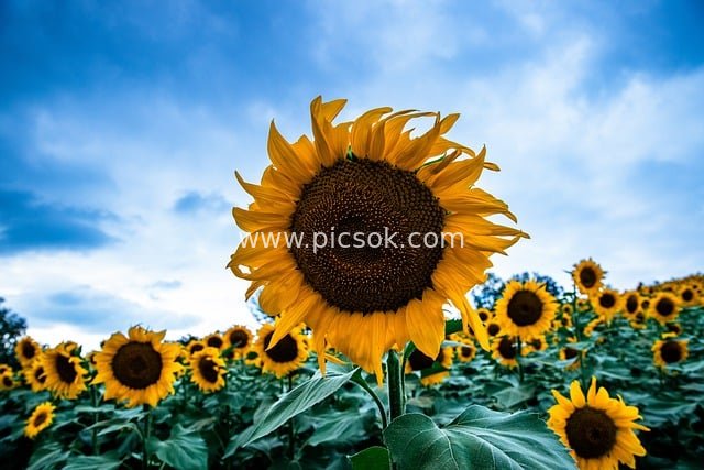 金黄向日葵花田 蓝天自然风景图片素材