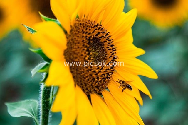 向日葵与蜜蜂采蜜 秋日自然清新花卉画面