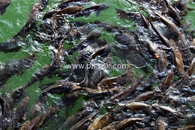 印度奈尼塔尔湖鱼群争食的生动场景