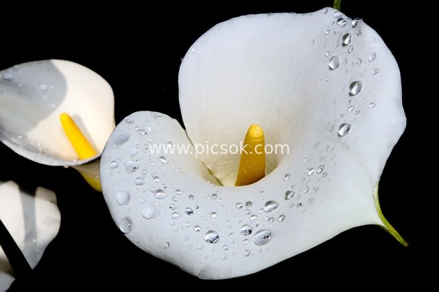 White Calla Lilies with Dew Drops - Fresh Natural Floral Material