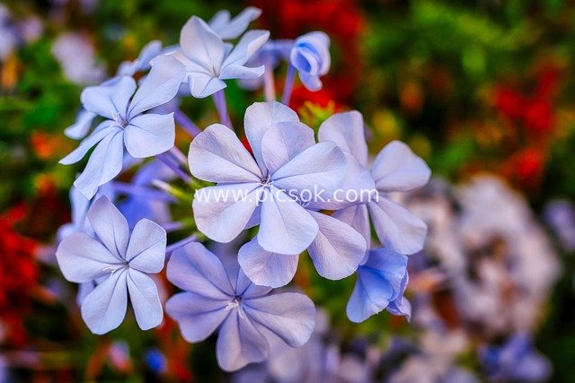 Summer Plumbago Close-Up: Fresh Blue-Purple Petals in Bloom