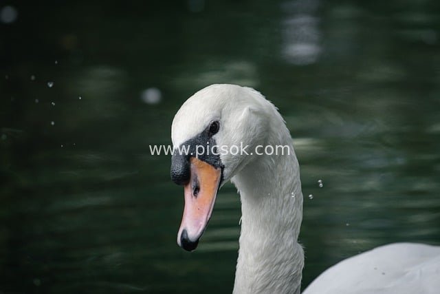 越南湖泊中优雅游弋的白天鹅