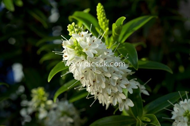 White Koromiko Flowers in Bloom: Close-Up of Fresh Natural Plant