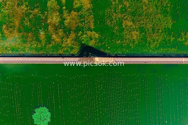 航拍湿地湖泊景观 桥梁小船点缀绿意