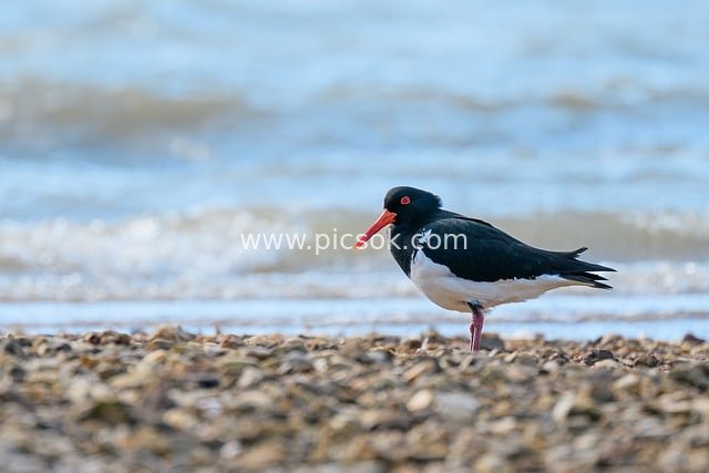 Vibrant Scene of a Pied Oystercatcher (Haematopus longirostris) on Coastal Tidal Flats
