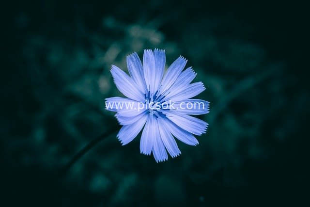 Close-up of Blue Chicory Flower – Fresh Natural Floral Image with Dark Background