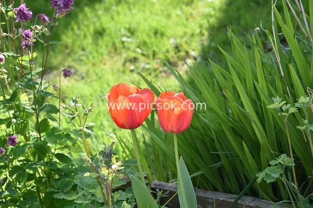 Orange-Red Tulips and Vibrant Greenery in a Spring Garden
