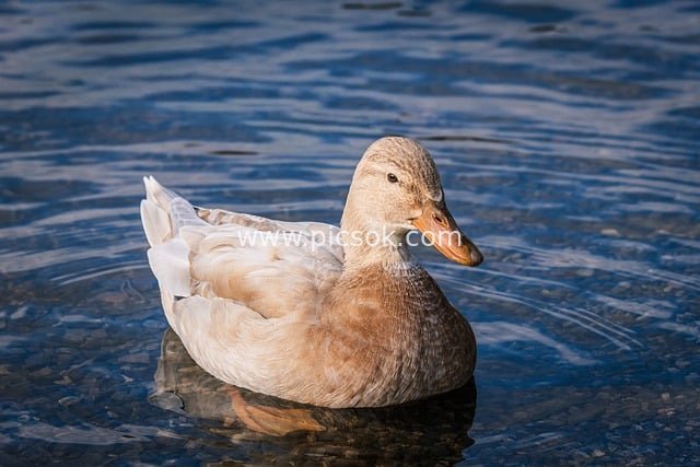 平静湖面上漂浮的浅色野鸭特写