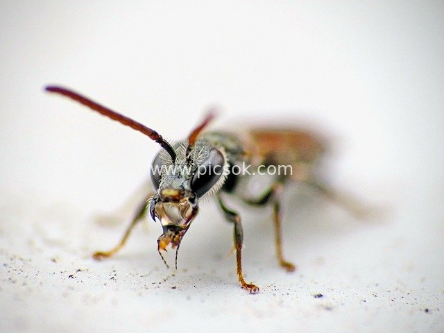 Macro Close-Up of a Carnivorous Insect's Head – Natural Ecological Detail Photography