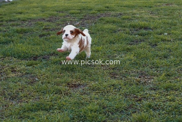 Adorable Cavalier King Charles Spaniel Puppy Joyfully Running on the Grass