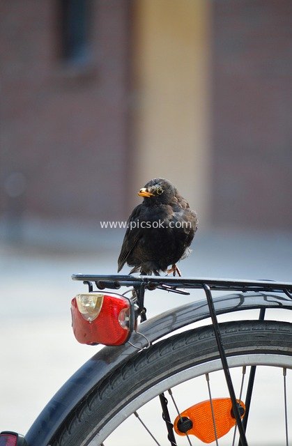 幼黑鸟栖息自行车行李架 城市动物特写