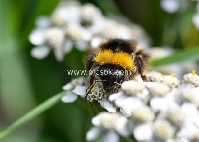 Macro Close-Up of Bumblebee Pollinating White Tiny Flowers – Natural Ecological Detail