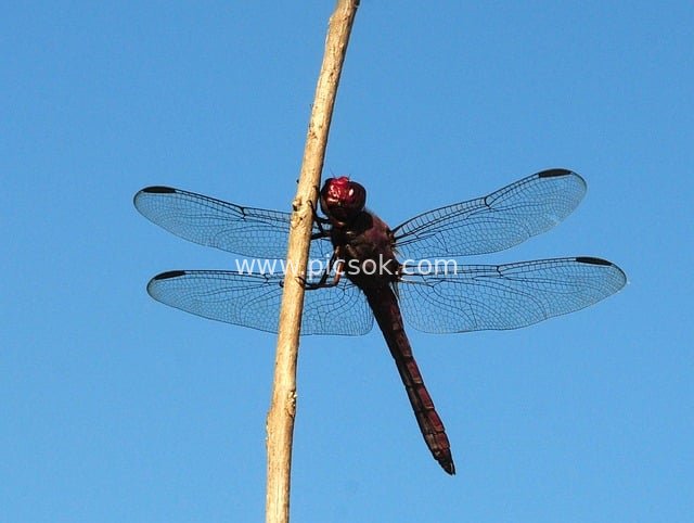 Close-Up of a Red Dragonfly Perched on a Thin Branch Against a Blue Sky Background