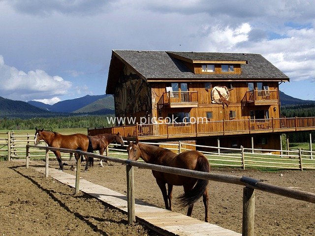 Guest Ranch Horses and Log Cabin in British Columbia, Canada