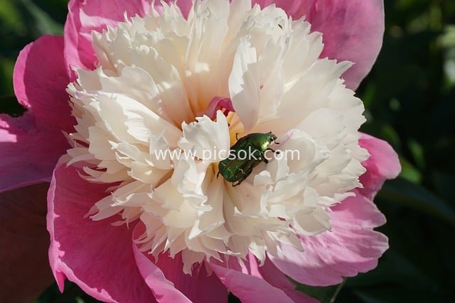 Close-Up of Blooming Pink Peony with a Green Beetle Resting on Its Center