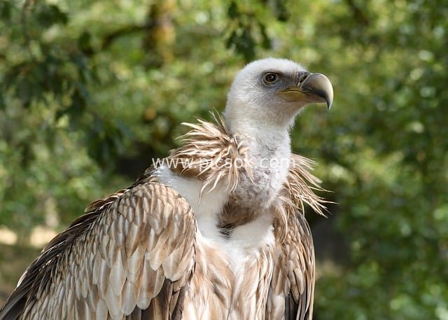 Close-up of a Vulture (Griffon Vulture) – Wild Raptor Natural Ecology Material