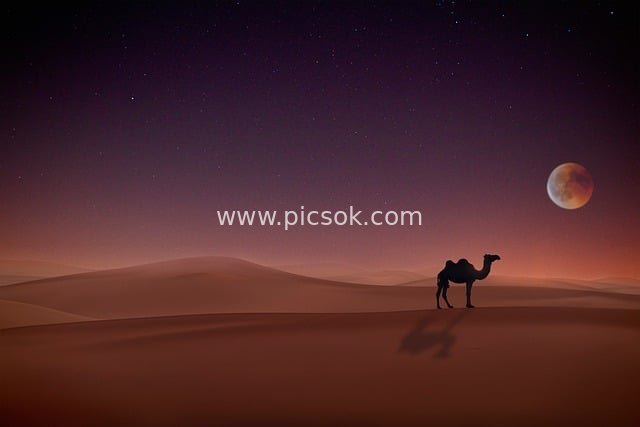 沙漠骆驼月夜独行 星空沙丘奇幻景观