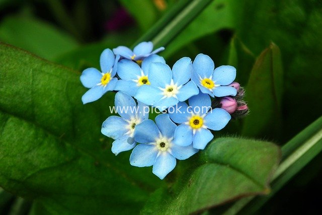 Blue Forget-Me-Nots Blooming in a Summer Garden